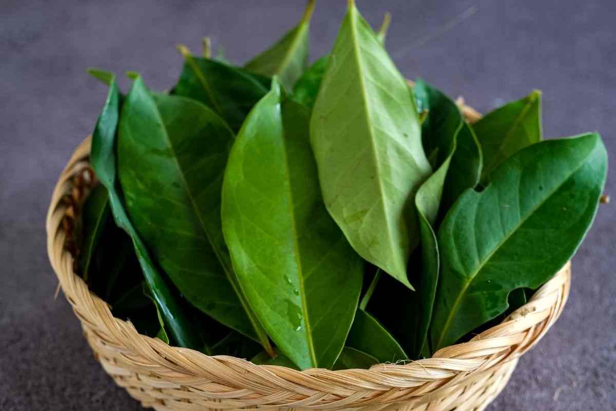 ¿Cómo usar el laurel en los zapatos y qué beneficios se le atribuyen?