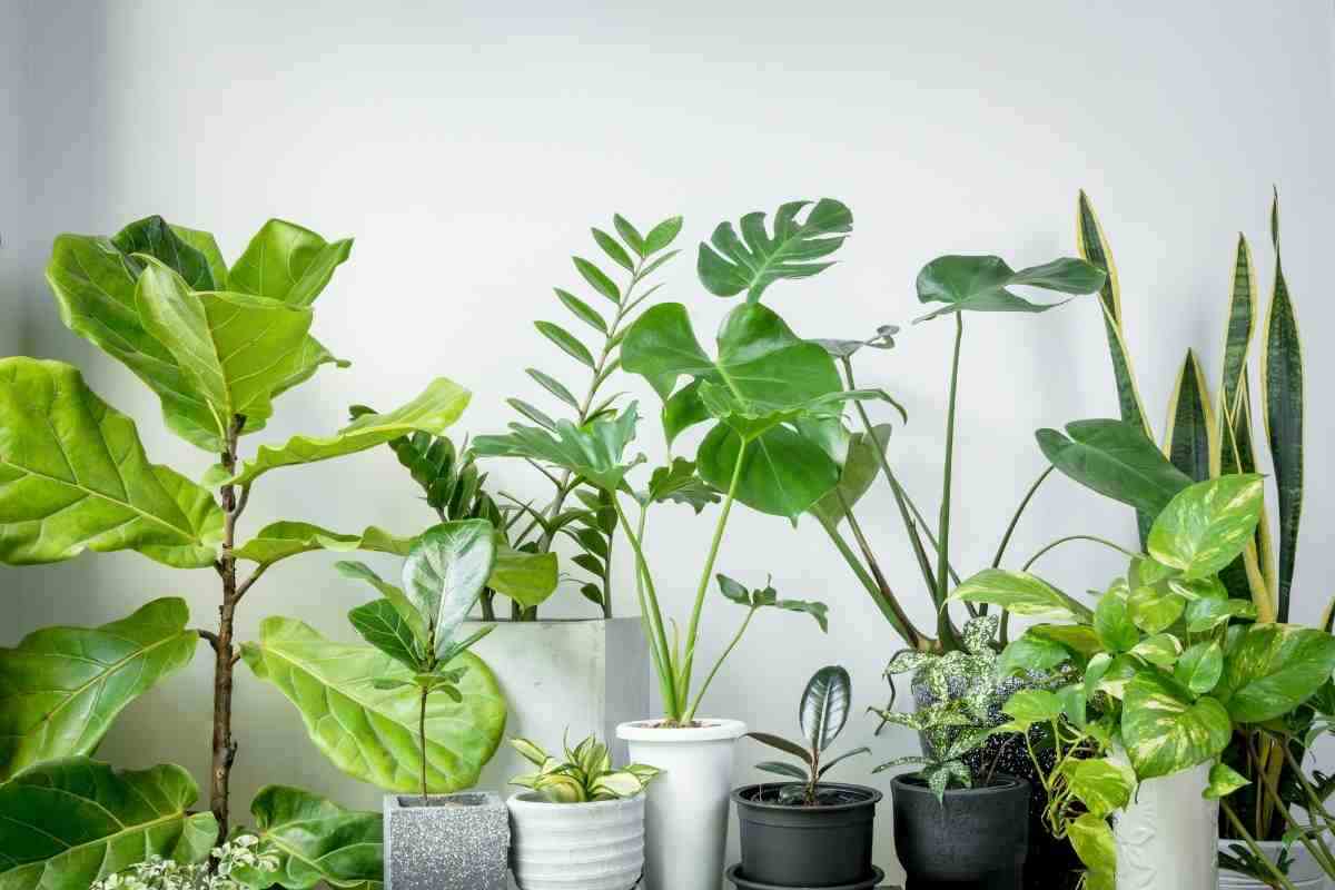 La planta recomendada por la NASA: deberías tenerla sí o sí en casa para sentirte mejor