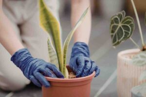 Por qué deberías poner una esponja vieja en el fondo de las macetas: te salvará de un buen problema