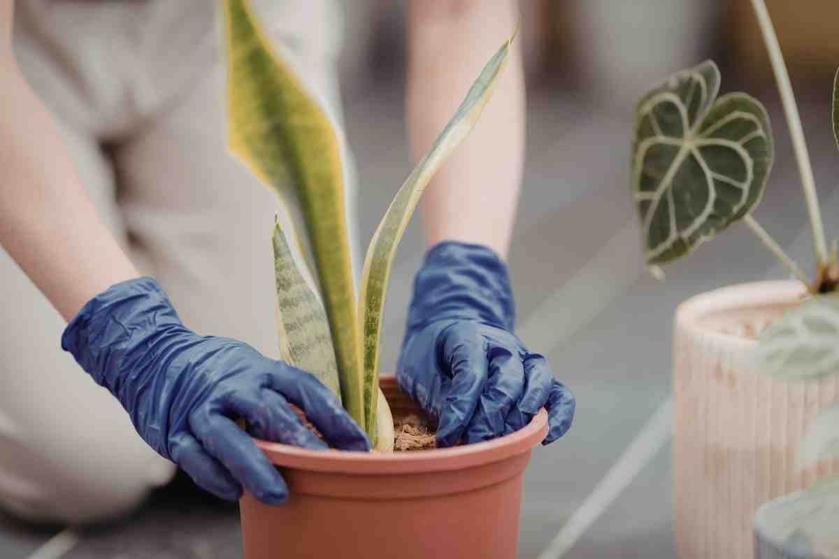 Por qué deberías poner una esponja vieja en el fondo de las macetas: te salvará de un buen problema