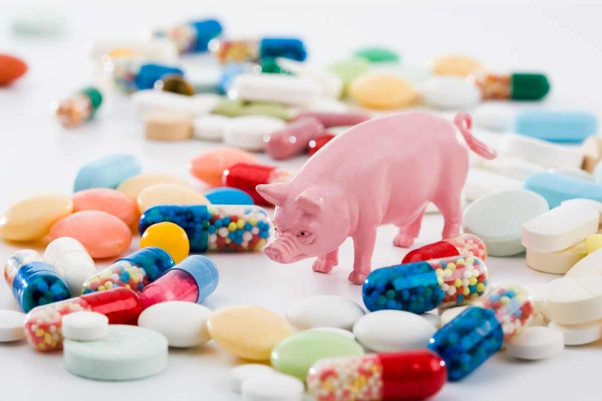 Detectado un caso humano de gripe porcina en Lleida