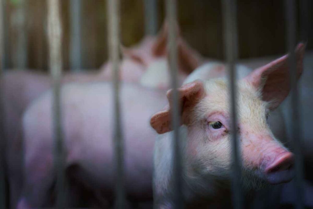 Detectado un caso humano de gripe porcina en Lleida: qué sabemos y qué significa